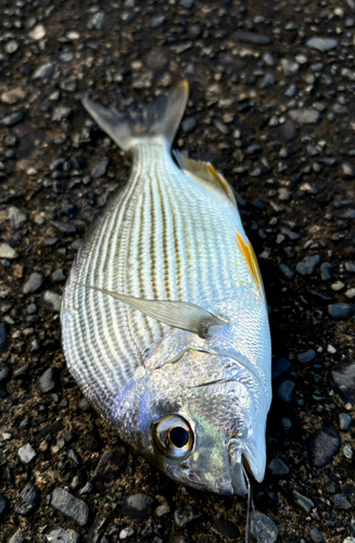 ヘダイの釣果