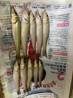 キスの釣果