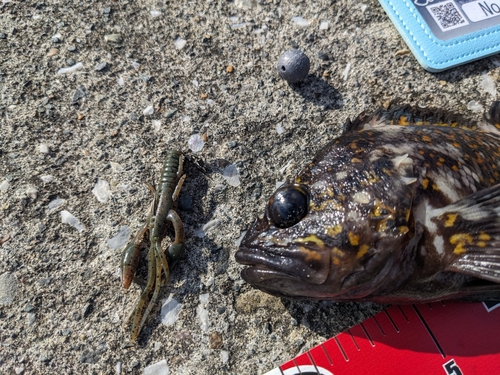 オウゴンムラソイの釣果