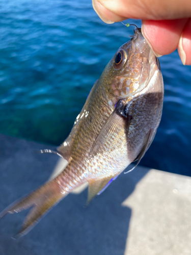 メジナの釣果