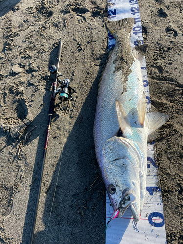 ニベの釣果