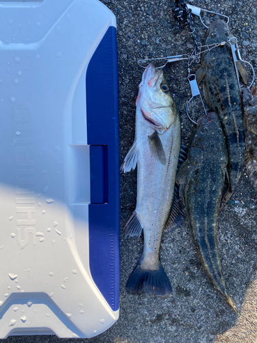 シーバスの釣果