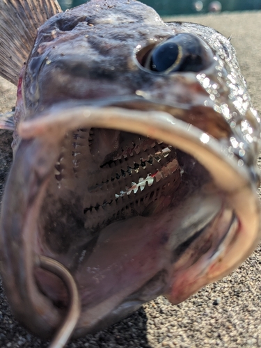 マゾイの釣果