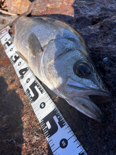 ヒラスズキの釣果