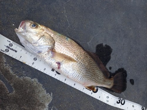 イシモチの釣果