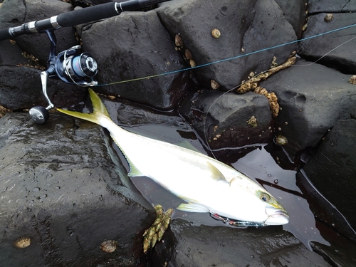 ヒラマサの釣果