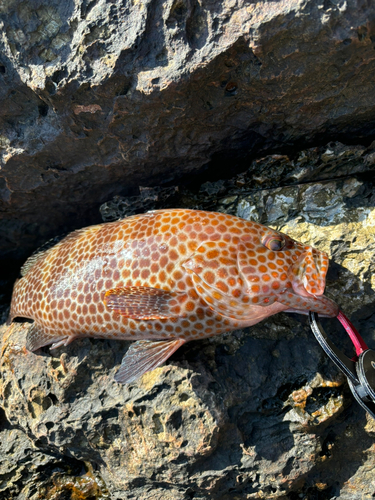 オオモンハタの釣果