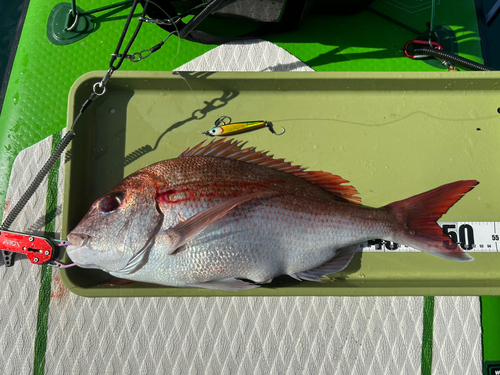 マダイの釣果