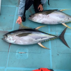 キハダマグロの釣果