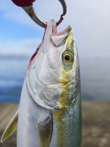 ハマチの釣果