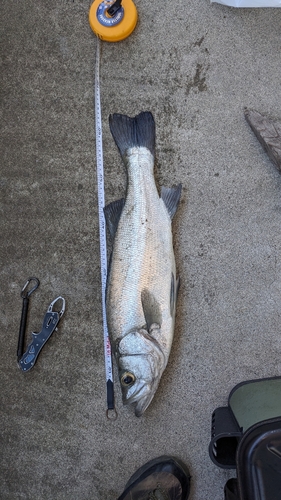 ヒラスズキの釣果