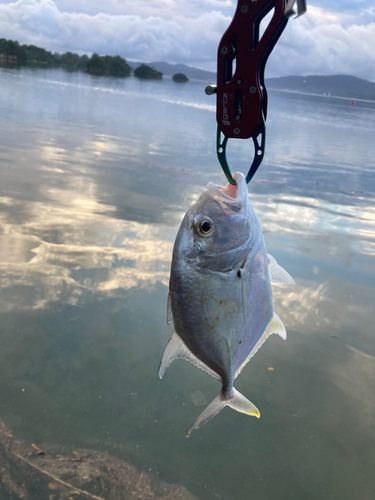 メッキの釣果