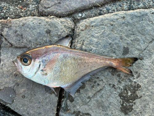 新居海釣公園