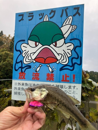 ブラックバスの釣果