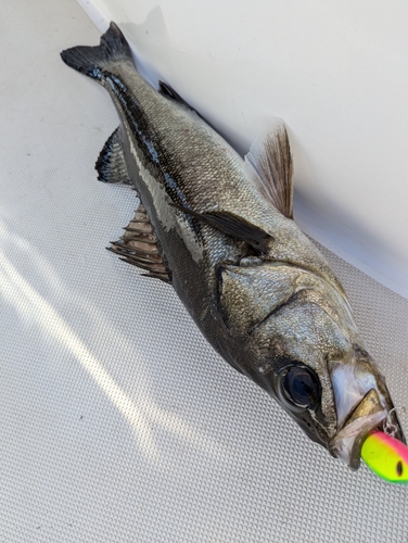 シーバスの釣果