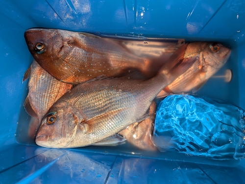 マダイの釣果