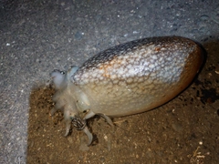 シリヤケイカの釣果