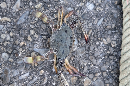 タイワンガザミの釣果