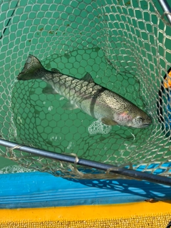 ニジマスの釣果