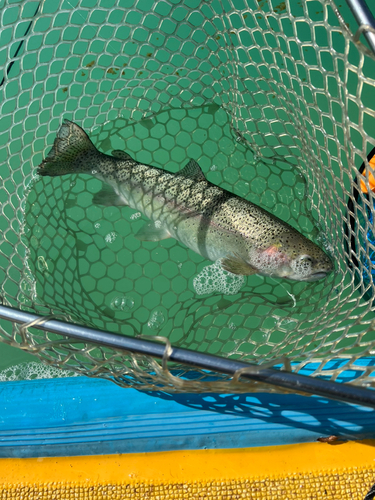 ニジマスの釣果