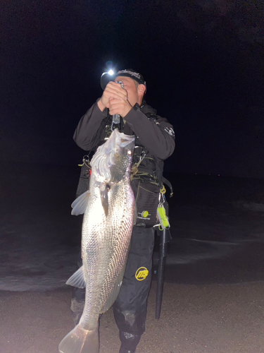 オオニベの釣果