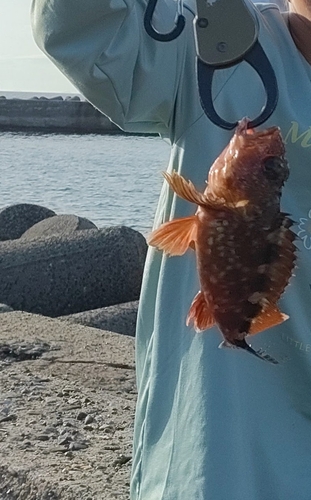 アラカブの釣果