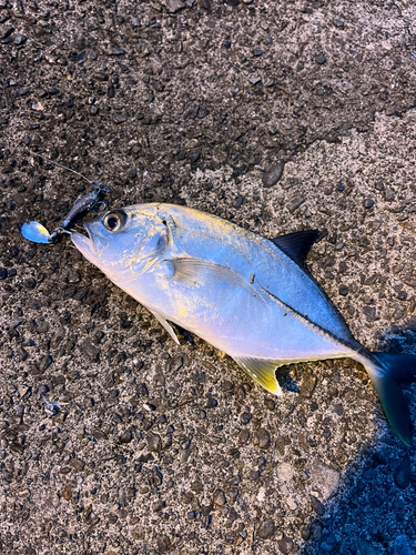 ロウニンアジの釣果