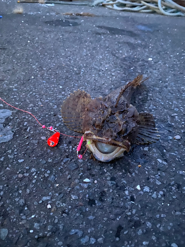 カジカの釣果