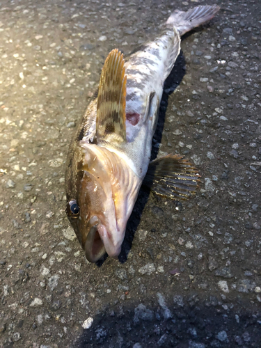 アブラコの釣果