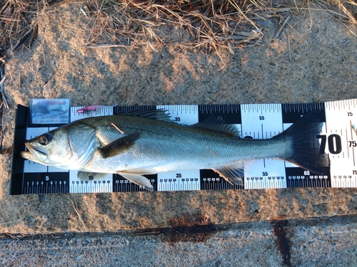 シーバスの釣果