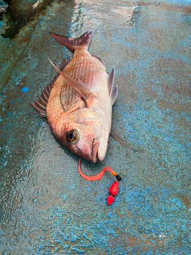 マダイの釣果