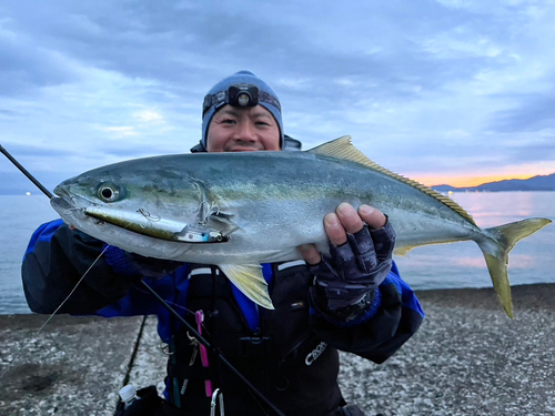 ワラサの釣果