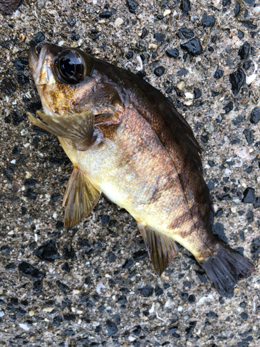 アカメバルの釣果