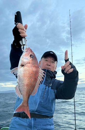 マダイの釣果