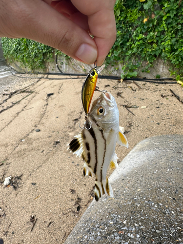 コトヒキの釣果