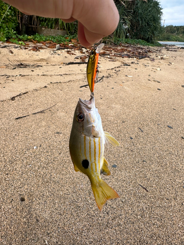 ヤマトビーの釣果