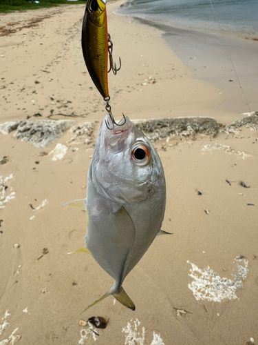 メッキの釣果