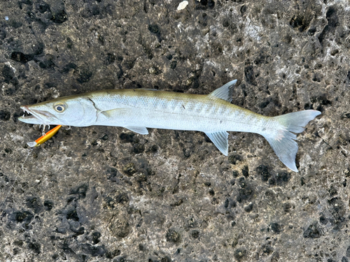 カマスの釣果