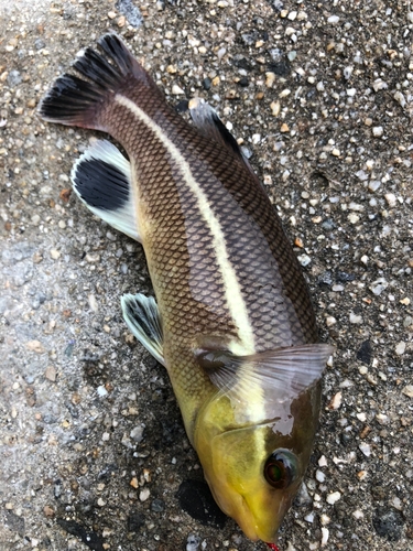 コブダイの釣果