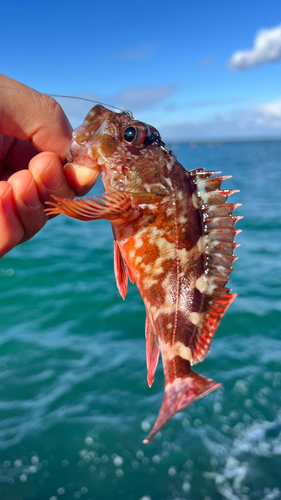 ガシラの釣果