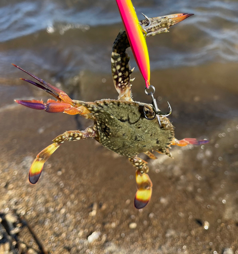 ワタリガニの釣果