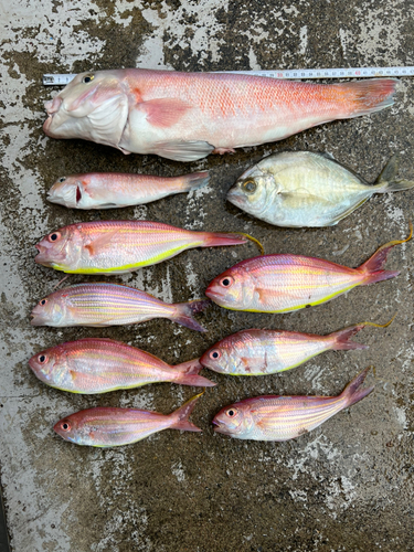 シロアマダイの釣果