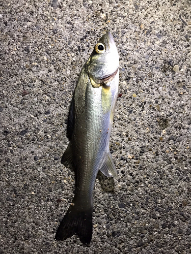 セイゴ（マルスズキ）の釣果