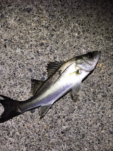 セイゴ（マルスズキ）の釣果