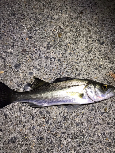 セイゴ（マルスズキ）の釣果