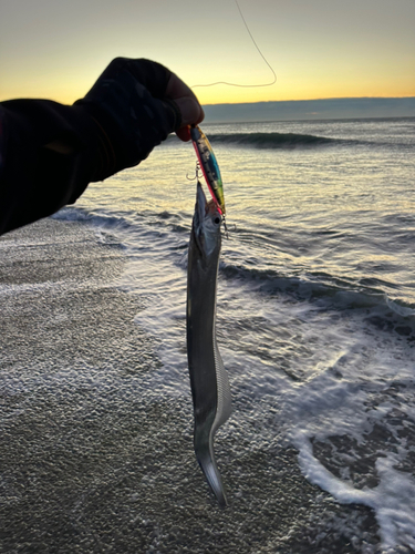 タチウオの釣果