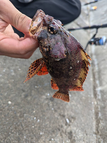 ヨロイメバルの釣果