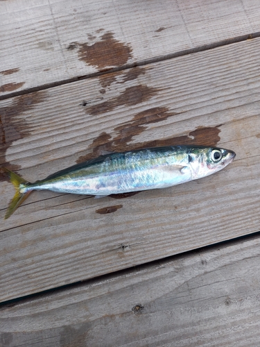 ムロアジの釣果