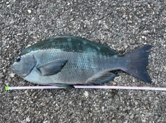 クチブトグレの釣果