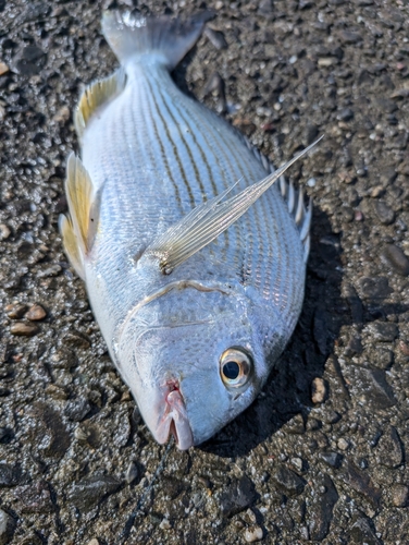 ヒョウタイの釣果